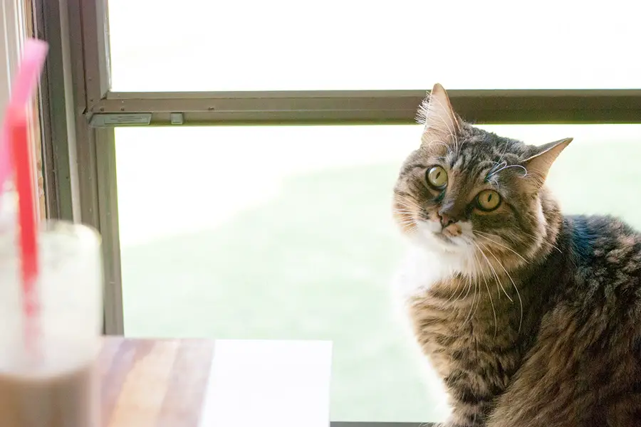 cat in window sill