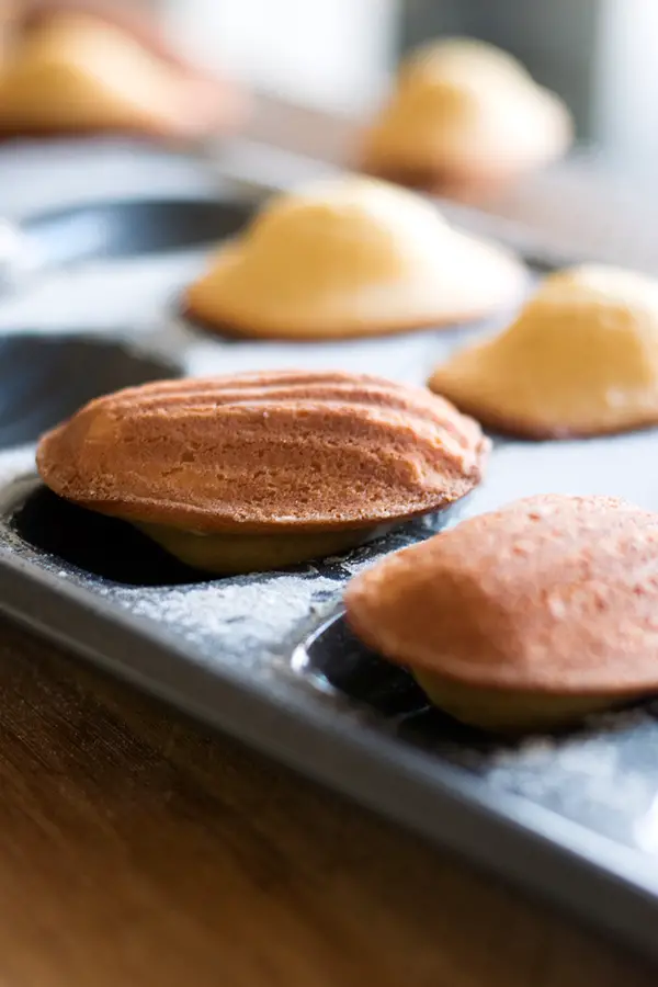 Freshly baked madeleines on the seashell baking pan.